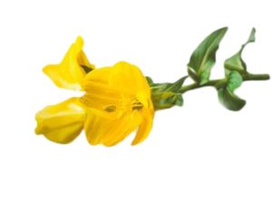 Primrose oil in Reduslim